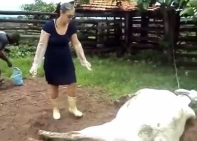 To pet a cow