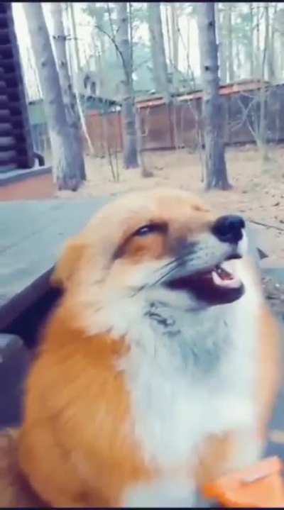 Brushy brushy