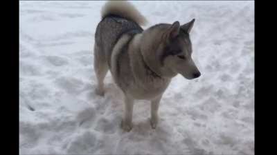 Husky says &ldquo;no&rdquo; when asked to come inside