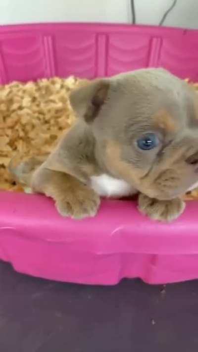 Ferocious barks
