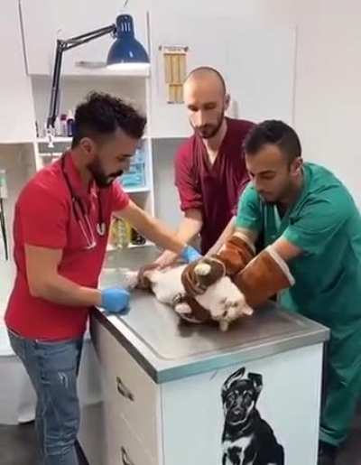 Cat not having a great day