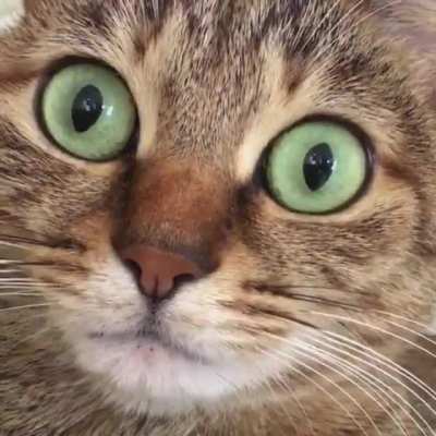Cats’ Eyes Dilating When They Hiccup(originally posted by Unicornglitteryblood. I found this on Interesting af sub)