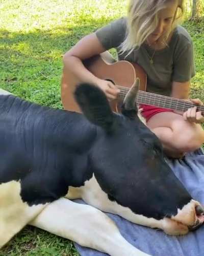 turns out cows are sentient beings that don&rsquo;t like to be eaten