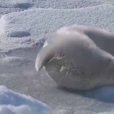 Harp Seal pups are born with a white coat of embryonic fur or lanugo, which gives them the name "whitecoats". Later on they will grow adult fur that has a pattern reminiscent of the harp instrument.