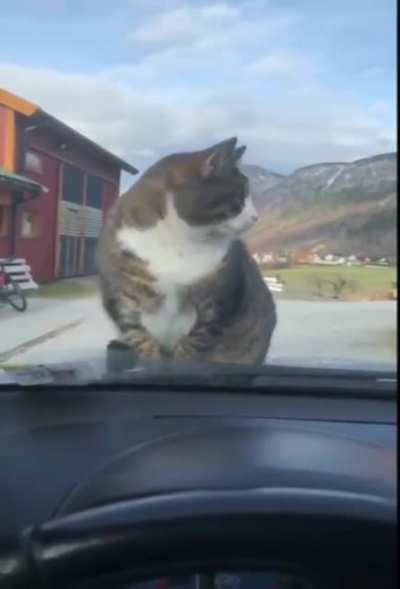 Selbst die Katzen im Dorf sind schon traumatisiert
