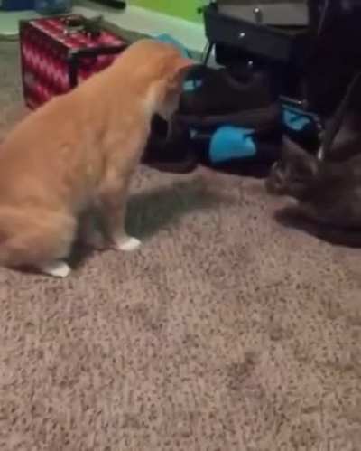 Stand on own tail then try to move & slip