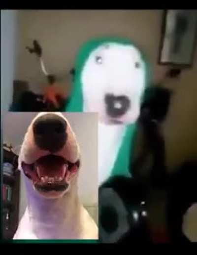 dog grips :)