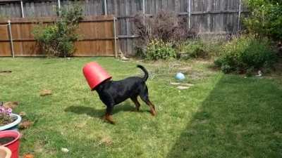 Panzer the Pothead