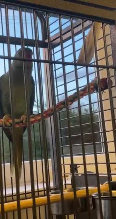 My bird has something to say, he&rsquo;s introducing himself