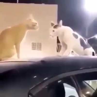 Oi turma!