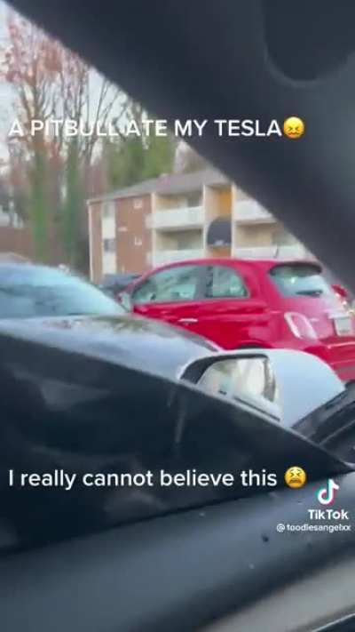 A pitbull ate my Tesla