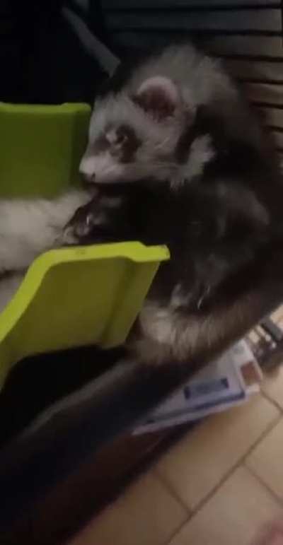 Sleepy ferret made my day