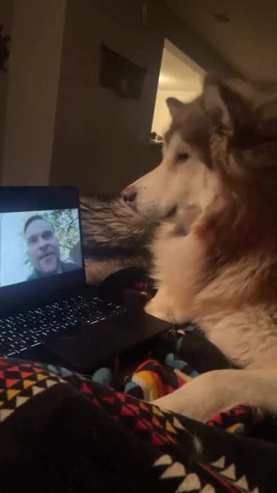I love how expressively and intently he watches other dogs on &ldquo;tv&rdquo; ❤️