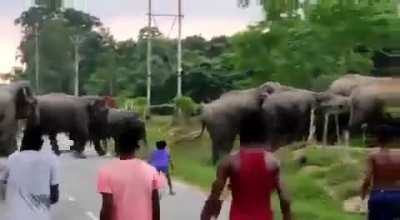 Disturbing passing elephants