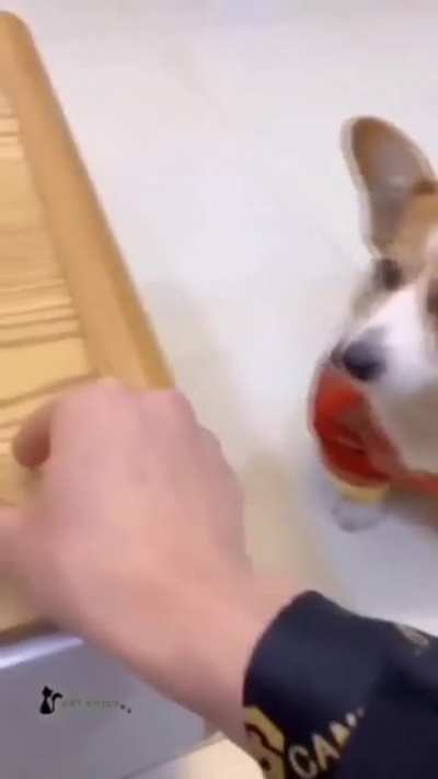 How to annoy your pet 101