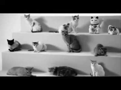 El gato loser