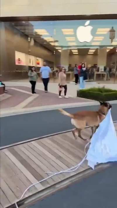 what da dog doin