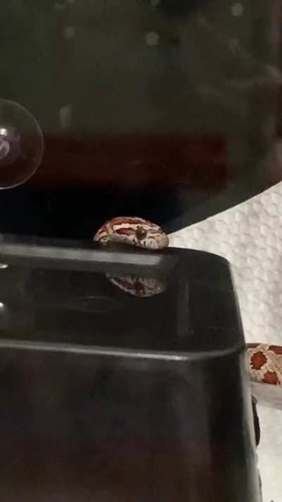 blele. blele. blelele. (on paper towels because of a small mite problem)