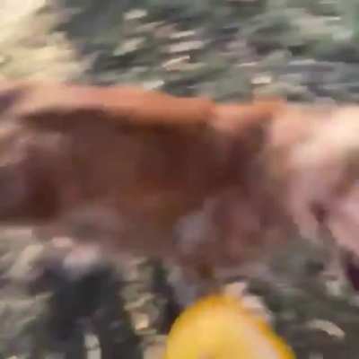 At 15yrs old her eyesight isn&rsquo;t the greatest but with on sniff she realizes it&rsquo;s her owner