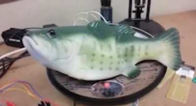 Moldy fish