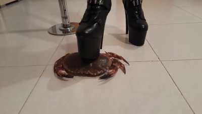 High Heel Boots | Crab