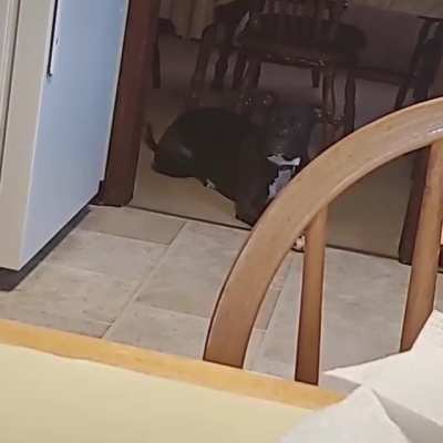 My dog. Part 2
