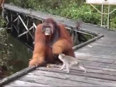 Don't steal a banana out of an oragutan's mouth