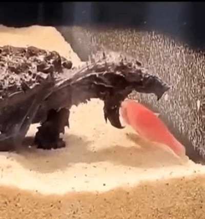 Snapping turtle - nature&rsquo;s living fossil