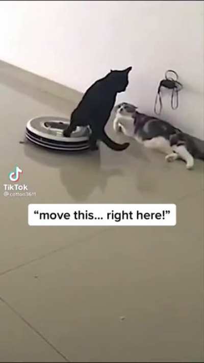 Tough cat