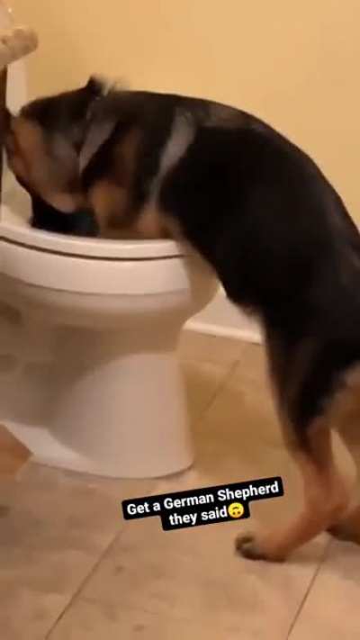 What the dog doin?