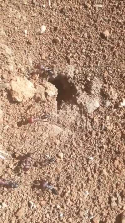 what is the type of those ants ? what time is the nuptial flight?