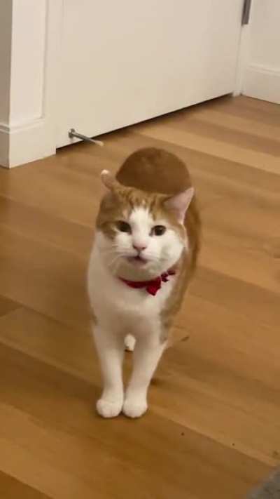 He&rsquo;s yelling because he dropped his fish taco