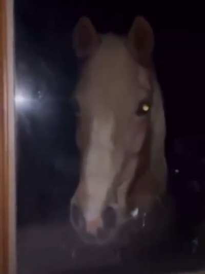 honse