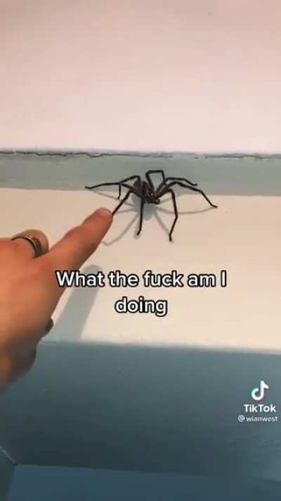 Spider warning: How to deal with big spiders.