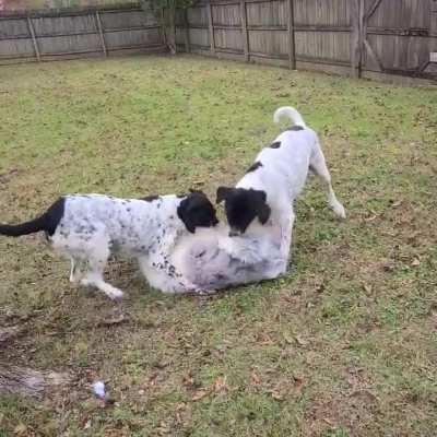 Floofy derp gets jumped by the Cookies &amp;amp; Cream Crew&trade;