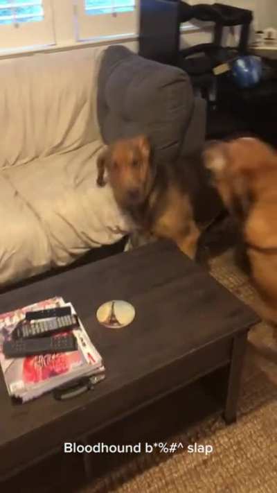 BaSsEtT HoUnD MuRdErEd AgAiN & aGaIn & AgAiN