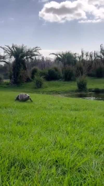 Little Cuban crocodile comes to say &iexcl;hola! 