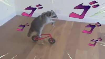 The ultimate raccon