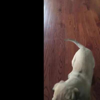 What could go right running full speed toward a couch on hardwood floors
