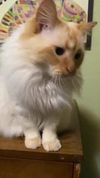 Needy MacReady