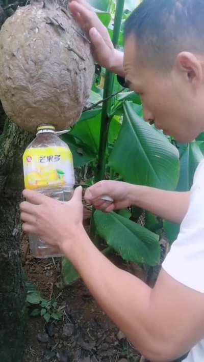 How to collect Wasps
