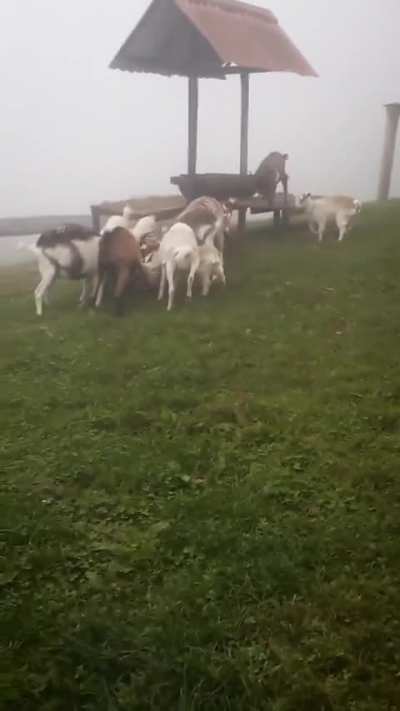 Deleted scenes 🐐🩸🧟&zwj;♂️
