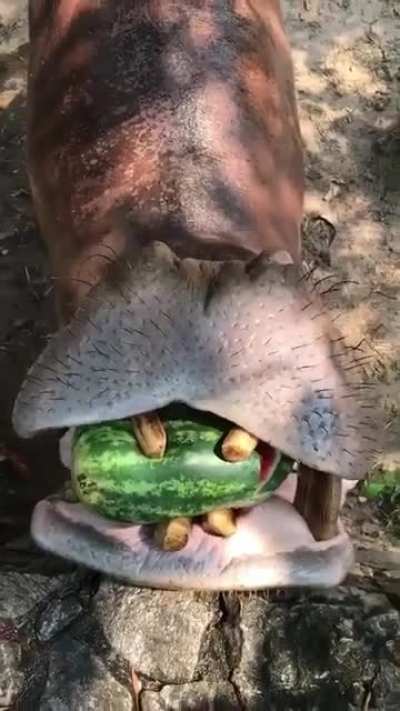 🔥 Hippopotamus crushing and swallowing watermelon
