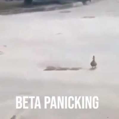 Sigma duck grindset