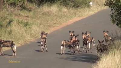 A sub-Saharan heated argument