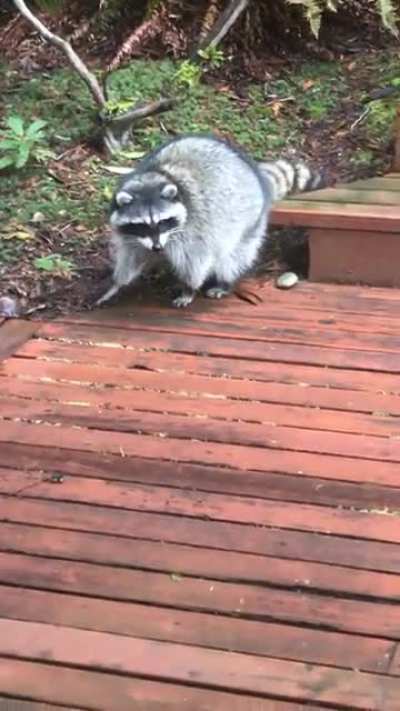 Saw my cat intensely staring at something. Just a raccoon cleaning it&rsquo;s butt on the deck...