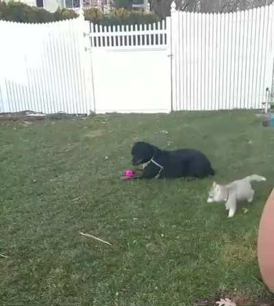 That&rsquo;s not how you bark. Here&rsquo;s how you bark.
