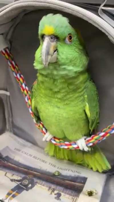 Bad Boys Bird