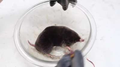 The "Mole" but i added Penumbra and Kuroiwa's voicelines in it