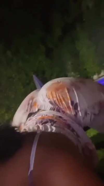 💎🍑🤳🏽